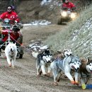 독(DOG)도 이미지