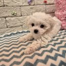 헬로펫 효자점 이미지