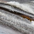 연어로만 이미지