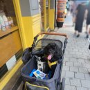 성수퍼피 이미지