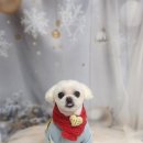 땡굴땡굴 이미지