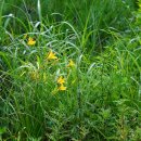 백운산원추리Hemerocallis hakuunensis Nakai 이미지