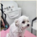 강아지미용실 이미지