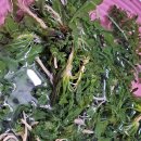 가덕도청솔식당 네이버블로그