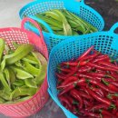 풍성한 은혜농장 이미지