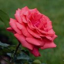 서산초등학교 이미지