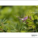 벌깨덩굴 이미지