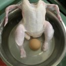 닭 씨리즈 이미지