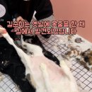 미용하냥 이미지