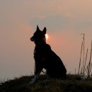 아기애견 이미지