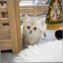 캣스토리 | 일산고양이 분양 캣스토리 고양이분양 일산본점 방문 후기