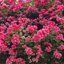 웃소 | 웃소 10주년 생일 카페 다녀온 뒤늦은 후기 홍대 카페 세화