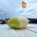 무 - 89673 | 무