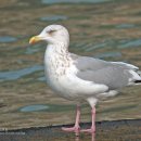 재갈매기 Herring Gull 204 이미지