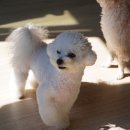 겨우리애견 이미지