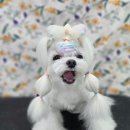 안나 펫 살롱 이미지