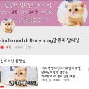 고양이 분양 달타냥 이미지