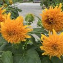 테디베어 해바라기 9월 2일 발송 이미지