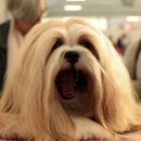 황제라사 이미지