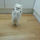 안아죠 Daum카페