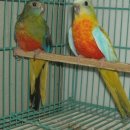 네오파니 이미지