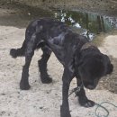 사랑할개 이미지