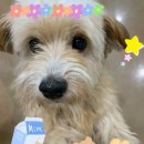 복슬 강아지 이미지