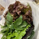 우렁각시 제육총각 이미지