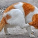 PETFARM 네이버블로그