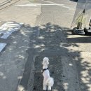 그레이프 독 네이버블로그