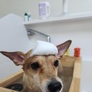 마루애견 이미지