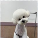 미용하는 강아지 살롱 이미지