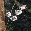 청매실농원 이미지