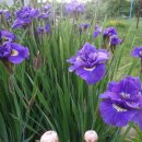 아이리스(IRIS) 이미지