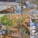 JUN펜션 | 콘솔양평펜션에서 즐기는 글램핑