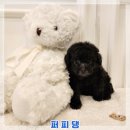퍼피댕 강아지분양 안심분양소 광명점 말티푸 미니비숑 토이푸들 | 대전강아지분양 가족을 만나는 퍼피댕