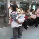 개팔자 상팔자 이미지