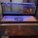 싱싱무한리필 | 대구 앞산 싱싱붉은대게 무한리필 솔직후기｜홍게, 생각보다 괜찮았다