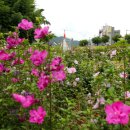삼거리3호 Daum카페