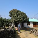 쇼다방 | 제주도 애월 카페 소길다방 방문 후기ㅣ고양이를 볼 수 있는 제주 분위기 좋은 카페 추천