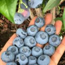 준성농장 이미지