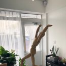 아이디얼바디 이미지