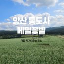 양산가볼만한곳 통도사 극락암 메밀꽃밭 후기