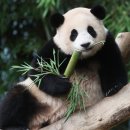 판다9