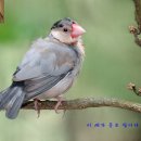 보석같은 얼굴