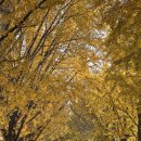 곡교천길 이미지