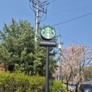 스타벅스춘천구봉산R점 | 춘천/구봉산] 춘천 드라이브코스 춘천 뷰좋은카페! 벚꽃 시즌 후기 '스타벅스 구봉산R점' 매실...