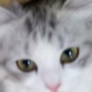 묘랑 고양이 카페 네이버블로그