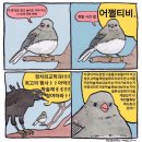 유명갈매기 이미지
