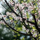 10월 02일/오늘의 탄생화_살구꽃 이미지